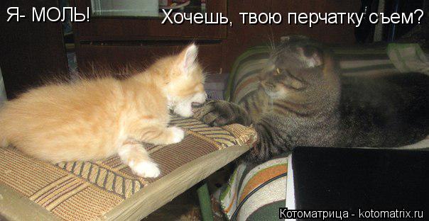 Котоматрица: Я- МОЛЬ! Хочешь, твою перчатку съем?