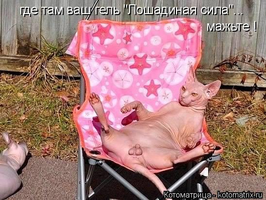 где там ваш гель "Лошадиная сила"... мажьте !... Котоматрица: где там ваш гель "Лошадиная сила"... мажьте !