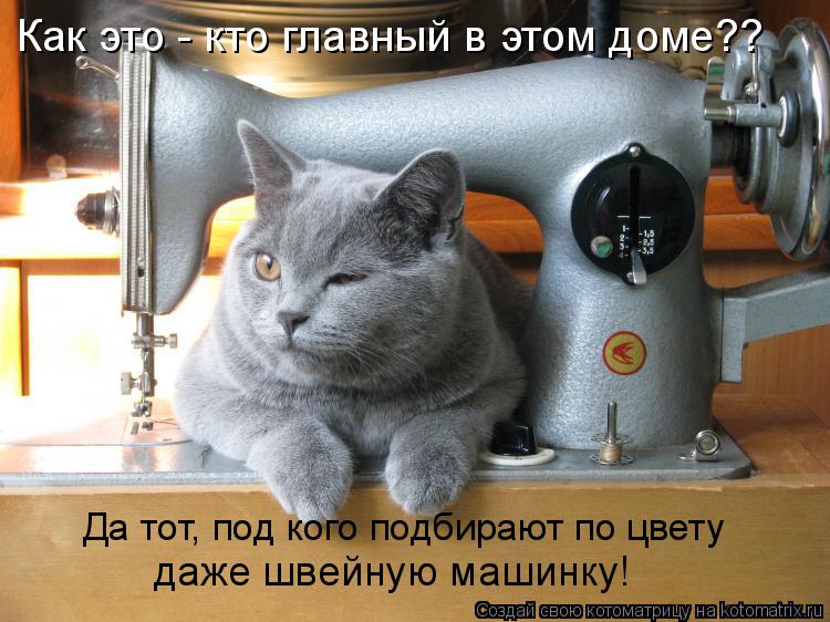 Как это - кто главный в этом доме?? Да тот, под кого подбирают по цвету даже швейную машинку!... Котоматрица: Как это - кто главный в этом доме?? Да тот, под кого подбирают по цвету даже швейную машинку!