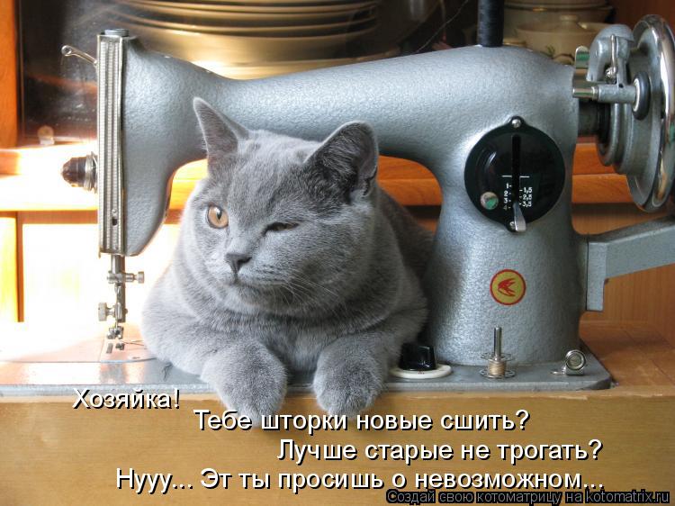 Хозяйка! Тебе шторки новые сшить? Лучше старые не трогать? Нууу... Эт ты просишь о невозможном...... Котоматрица: Хозяйка! Тебе шторки новые сшить? Лучше старые не трогать? Нууу... Эт ты просишь о невозможном...