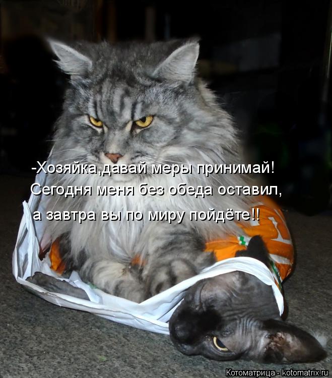 -Хозяйка,давай меры принимай! Сегодня меня без обеда оставил, а завтра вы по миру пойдёте!!... Котоматрица: -Хозяйка,давай меры принимай! Сегодня меня без обеда оставил, а завтра вы по миру пойдёте!!