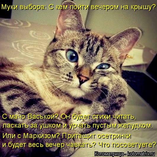 Муки выбора: С кем пойти вечером на крышу? С мачо Васькой? Он будет стихи читать, ласкать за ушком и... Котоматрица: Муки выбора: С кем пойти вечером на крышу? С мачо Васькой? Он будет стихи читать, ласкать за ушком и урчать пустым желудком. Или с Маркизом? П