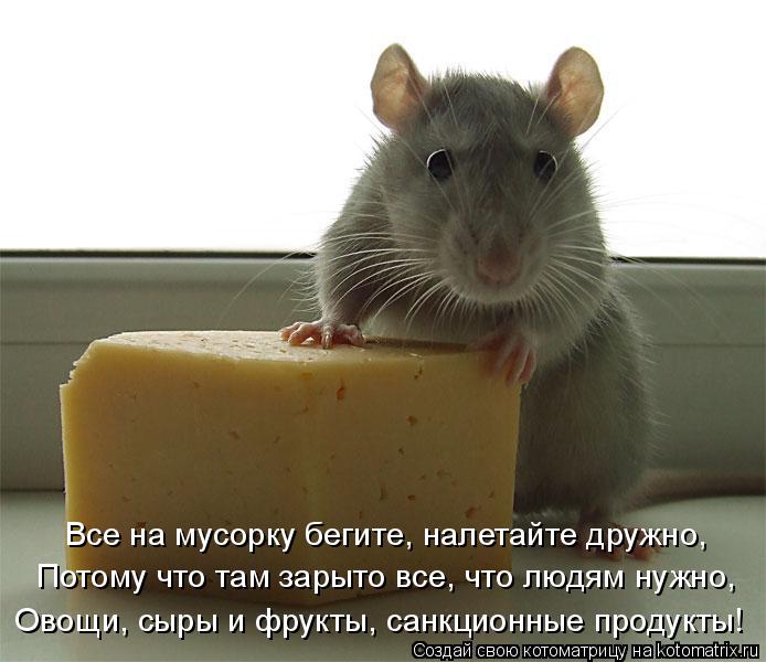 Потому что там зарыто все, что людям нужно, Все на мусорку бегите, налетайте дружно, Овощи, сыры и фр... Котоматрица: Потому что там зарыто все, что людям нужно, Все на мусорку бегите, налетайте дружно, Овощи, сыры и фрукты, санкционные продукты!