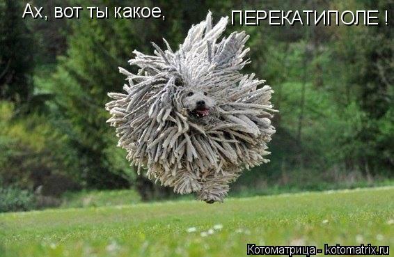 Ах, вот ты какое, ПЕРЕКАТИПОЛЕ !... Котоматрица: Ах, вот ты какое, ПЕРЕКАТИПОЛЕ !
