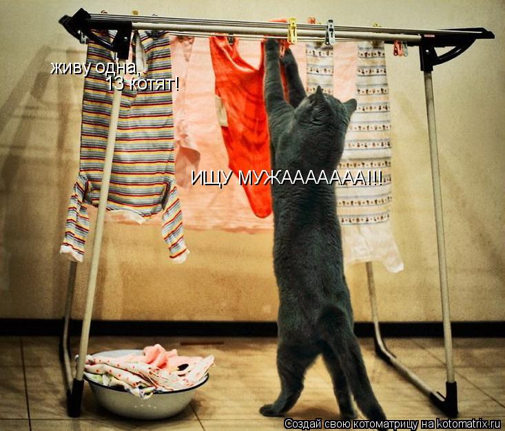 живу одна, 13 котят! ИЩУ МУЖААААААА!!!... Котоматрица: живу одна, 13 котят! ИЩУ МУЖААААААА!!!