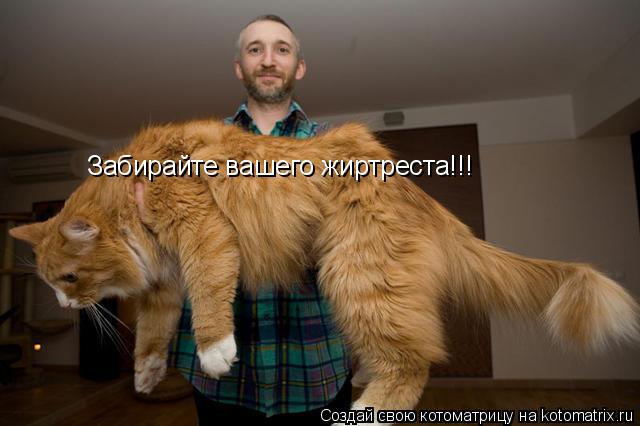 Забирайте вашего жиртреста!!!... Котоматрица: Забирайте вашего жиртреста!!!