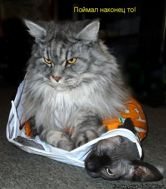 Поймал наконец то!... Котоматрица: Поймал наконец то!