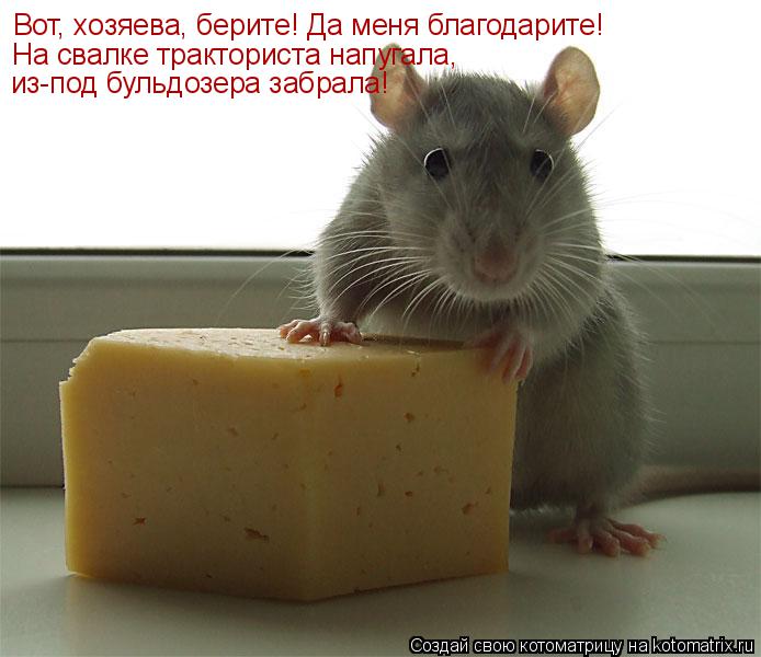Вот, хозяева, берите! Да меня благодарите! На свалке тракториста напугала, из-под бульдозера забрала... Котоматрица: Вот, хозяева, берите! Да меня благодарите! На свалке тракториста напугала, из-под бульдозера забрала!