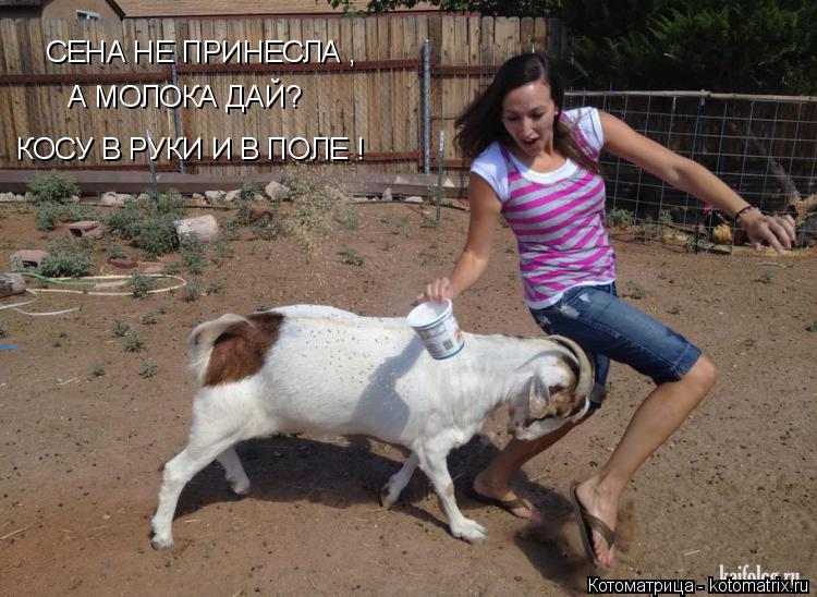 СЕНА НЕ ПРИНЕСЛА , А МОЛОКА ДАЙ? КОСУ В РУКИ И В ПОЛЕ !... Котоматрица: СЕНА НЕ ПРИНЕСЛА , А МОЛОКА ДАЙ? КОСУ В РУКИ И В ПОЛЕ !
