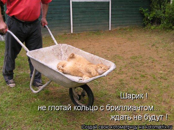 не глотай кольцо с бриллиантом... ждать не будут ! Шарик !... Котоматрица: не глотай кольцо с бриллиантом... ждать не будут ! Шарик !