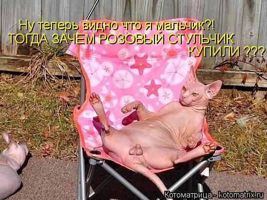 Ну теперь видно что я мальчик?! ТОГДА ЗАЧЕМ РОЗОВЫЙ СТУЛЬЧИК КУПИЛИ ???... Котоматрица: Ну теперь видно что я мальчик?! ТОГДА ЗАЧЕМ РОЗОВЫЙ СТУЛЬЧИК КУПИЛИ ???