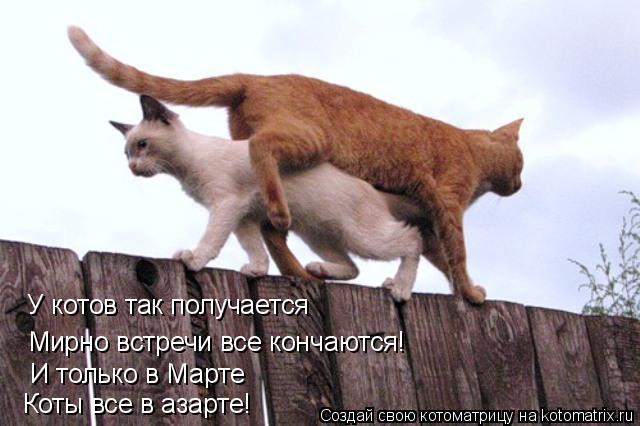 У котов так получается Мирно встречи все кончаются! И только в Марте Коты все в азарте!... Котоматрица: У котов так получается Мирно встречи все кончаются! И только в Марте Коты все в азарте!