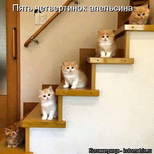 Пять четвертинок апельсина... Котоматрица: Пять четвертинок апельсина