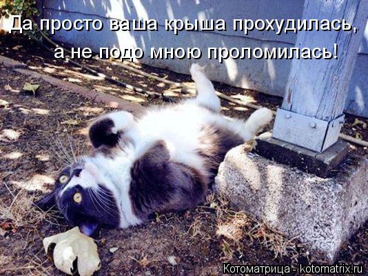 Да просто ваша крыша прохудилась, а не подо мною проломилась!... Котоматрица: Да просто ваша крыша прохудилась, а не подо мною проломилась!