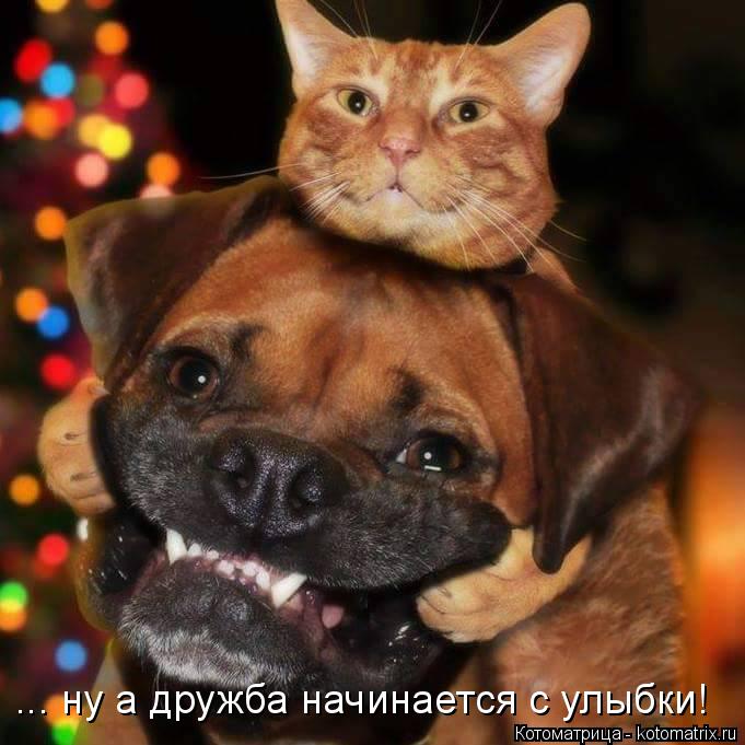 ... ну а дружба начинается с улыбки!... Котоматрица: ... ну а дружба начинается с улыбки!