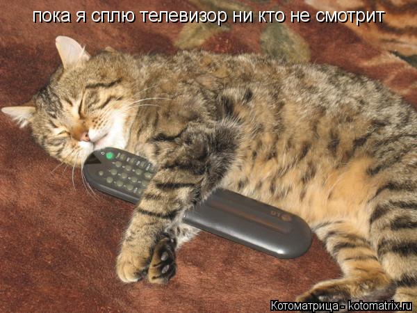 пока я сплю телевизор ни кто не смотрит... Котоматрица: пока я сплю телевизор ни кто не смотрит