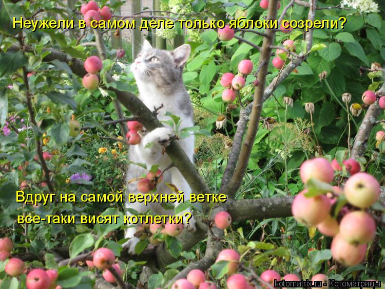 Неужели в самом деле только яблоки созрели? Вдруг на самой верхней ветке все-таки висят котлетки?... Котоматрица: Неужели в самом деле только яблоки созрели? Вдруг на самой верхней ветке все-таки висят котлетки?