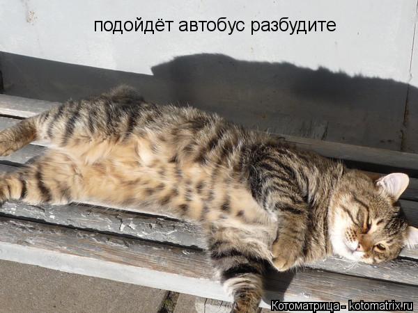подойдёт автобус разбудите... Котоматрица: подойдёт автобус разбудите