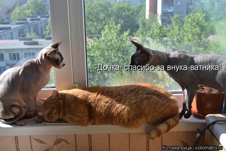 -Дочка, спасибо за внука-ватника!... Котоматрица: -Дочка, спасибо за внука-ватника!