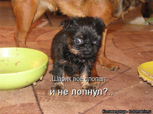 Шарик всё слопал и не лопнул?..... Котоматрица: Шарик всё слопал и не лопнул?..