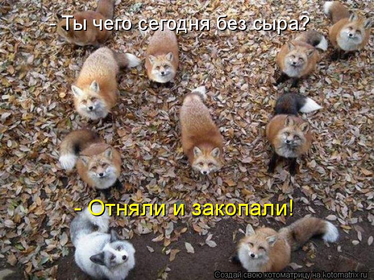 - Ты чего сегодня без сыра? - Отняли и закопали!... Котоматрица: - Ты чего сегодня без сыра? - Отняли и закопали!