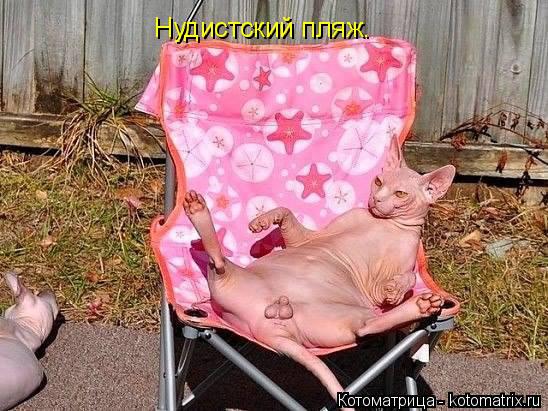 Нудистский пляж.... Котоматрица: Нудистский пляж.