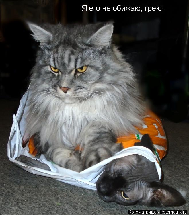 Я его не обижаю, грею!... Котоматрица: Я его не обижаю, грею!