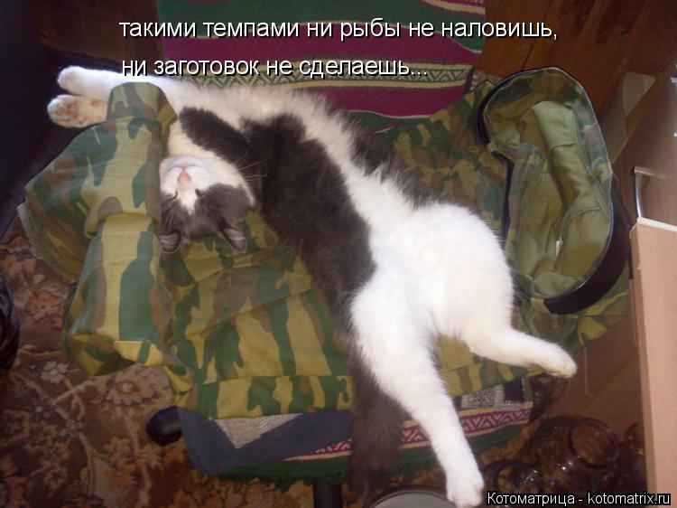 такими темпами ни рыбы не наловишь, ни заготовок не сделаешь...... Котоматрица: такими темпами ни рыбы не наловишь, ни заготовок не сделаешь...