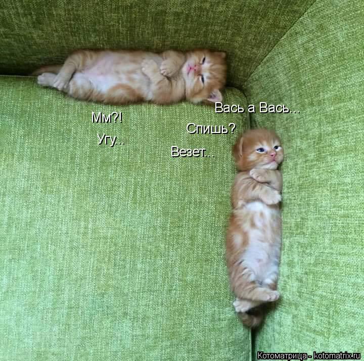 Вась а Вась... Мм?! Спишь? Угу... Везет...... Котоматрица: Вась а Вась... Мм?! Спишь? Угу... Везет...