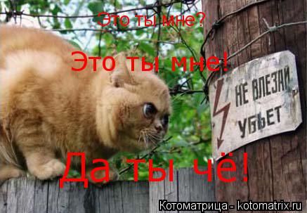 Это ты мне? Это ты мне! Да ты чё!... Котоматрица: Это ты мне? Это ты мне! Да ты чё!