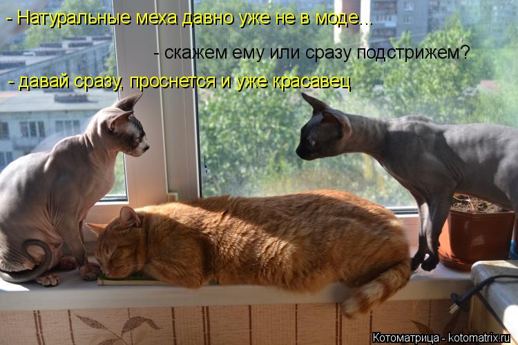 - Натуральные меха давно уже не в моде... - скажем ему или сразу подстрижем? - давай сразу, проснется... Котоматрица: - Натуральные меха давно уже не в моде... - скажем ему или сразу подстрижем? - давай сразу, проснется и уже красавец