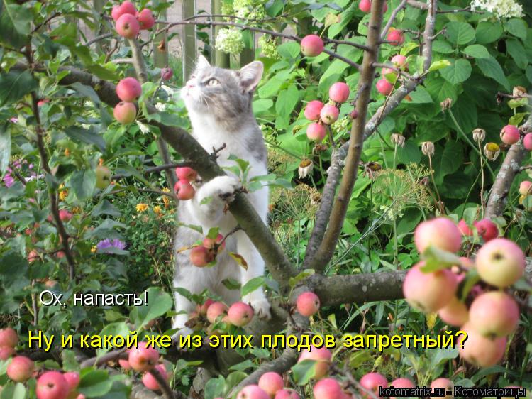 Ох, напасть! Ну и какой же из этих плодов запретный?... Котоматрица: Ох, напасть! Ну и какой же из этих плодов запретный?