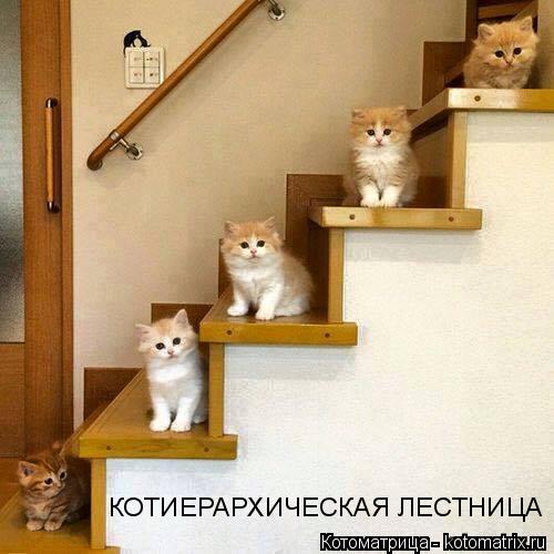 КОТИЕРАРХИЧЕСКАЯ ЛЕСТНИЦА... Котоматрица: КОТИЕРАРХИЧЕСКАЯ ЛЕСТНИЦА