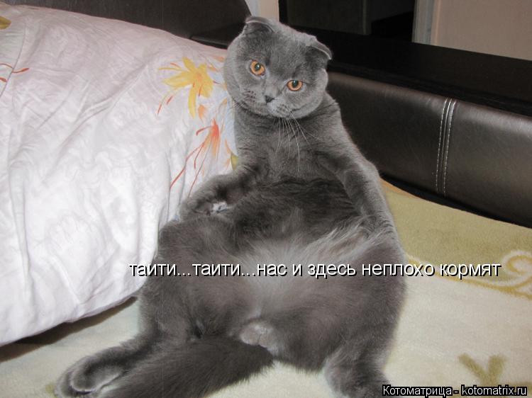 таити...таити...нас и здесь неплохо кормят... Котоматрица: таити...таити...нас и здесь неплохо кормят