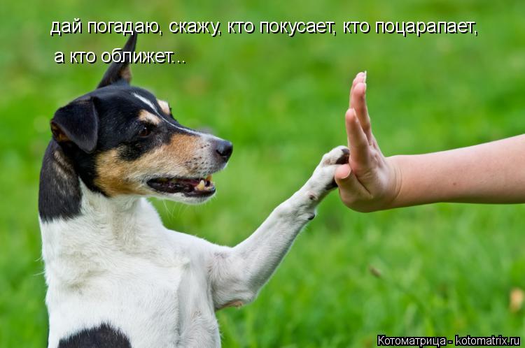 дай погадаю, скажу, кто покусает, кто поцарапает, а кто оближет...... Котоматрица: дай погадаю, скажу, кто покусает, кто поцарапает, а кто оближет...