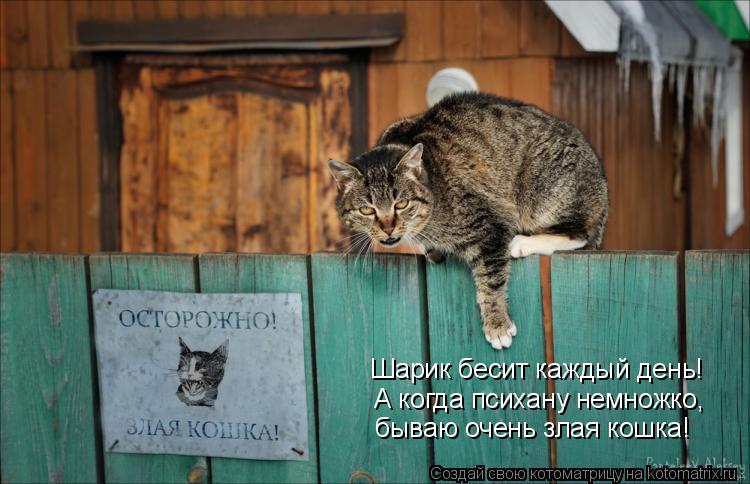 Шарик бесит каждый день! бываю очень злая кошка! А когда психану немножко,... Котоматрица: Шарик бесит каждый день! бываю очень злая кошка! А когда психану немножко,