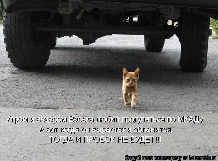 Утром и вечером Васька любил прогуляться по МКАДу... А вот когда он вырастет и обленится, ТОГДА И ПР... Котоматрица: Утром и вечером Васька любил прогуляться по МКАДу... А вот когда он вырастет и обленится, ТОГДА И ПРОБОК НЕ БУДЕТ!!!