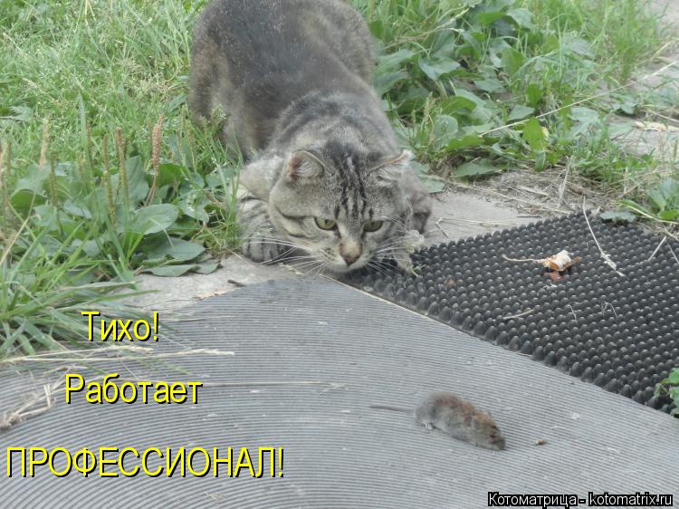 Тихо! Работает ПРОФЕССИОНАЛ!... Котоматрица: Тихо! Работает ПРОФЕССИОНАЛ!