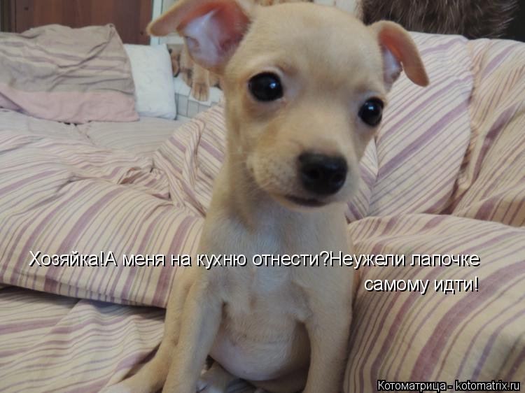 Хозяйка!А меня на кухню отнести?Неужели лапочке самому идти!... Котоматрица: Хозяйка!А меня на кухню отнести?Неужели лапочке самому идти!