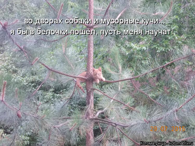 во дворах собаки и мусорные кучи... я бы в белочки пошёл, пусть меня научат!... Котоматрица: во дворах собаки и мусорные кучи... я бы в белочки пошёл, пусть меня научат!