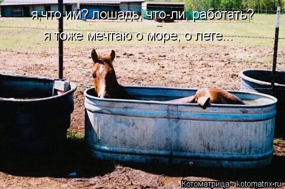 я,что им? лошадь, что-ли, работать? я тоже мечтаю о море, о лете...... Котоматрица: я,что им? лошадь, что-ли, работать? я тоже мечтаю о море, о лете...