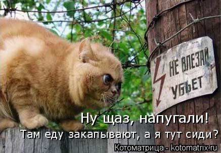 Ну щаз, напугали! Там еду закапывают, а я тут сиди?... Котоматрица: Ну щаз, напугали! Там еду закапывают, а я тут сиди?