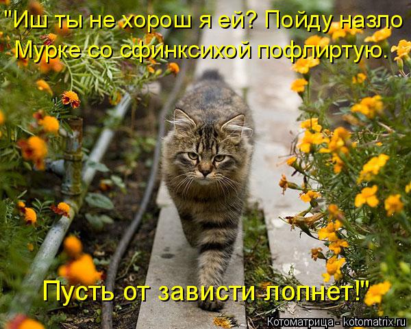 Мурке со сфинксихой пофлиртую. "Иш ты не хорош я ей? Пойду назло Пусть от зависти лопнет!"... Котоматрица: Мурке со сфинксихой пофлиртую. "Иш ты не хорош я ей? Пойду назло Пусть от зависти лопнет!"