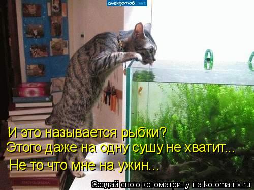 И это называется рыбки? Этого даже на одну сушу не хватит... Не то что мне на ужин...... Котоматрица: И это называется рыбки? Этого даже на одну сушу не хватит... Не то что мне на ужин...