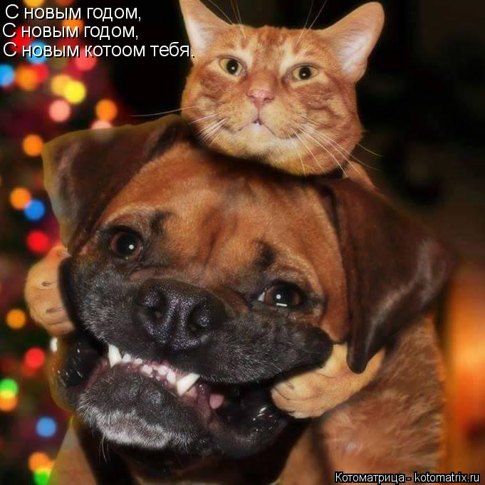 С новым годом, С новым годом, С новым котоом тебя.... Котоматрица: С новым годом, С новым годом, С новым котоом тебя.