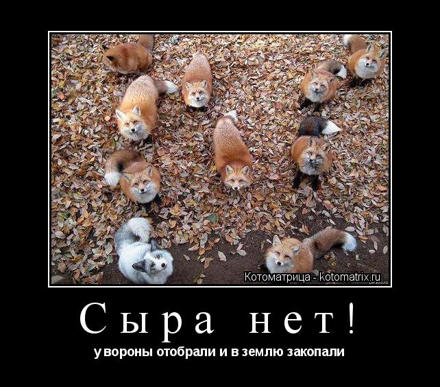Сыра нет! у вороны отобрали и в землю закопали... Котоматрица: Сыра нет! у вороны отобрали и в землю закопали