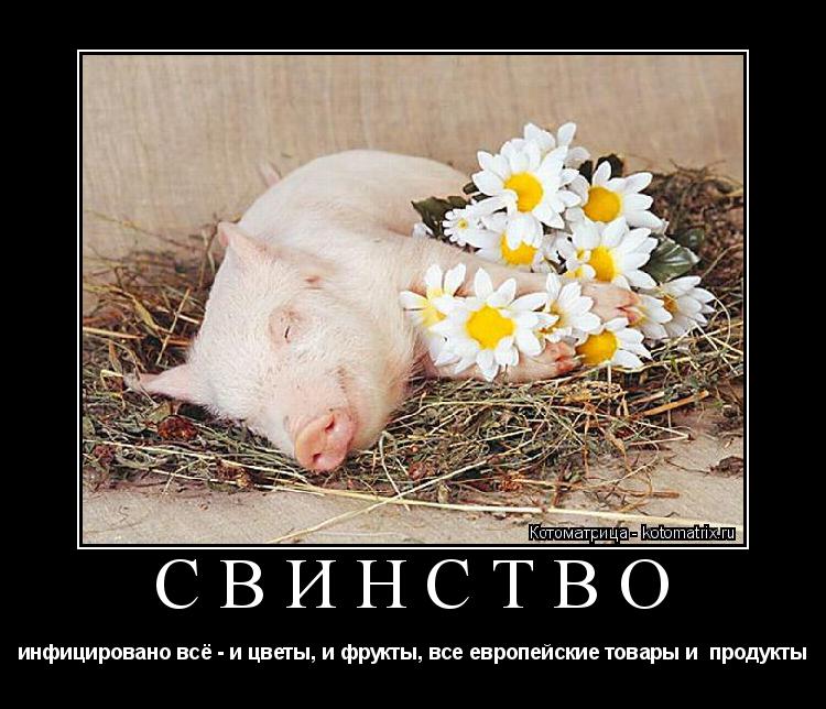 СВИНСТВО инфицировано всё - и цветы, и фрукты, все европейские товары и продукты... Котоматрица: СВИНСТВО инфицировано всё - и цветы, и фрукты, все европейские товары и продукты