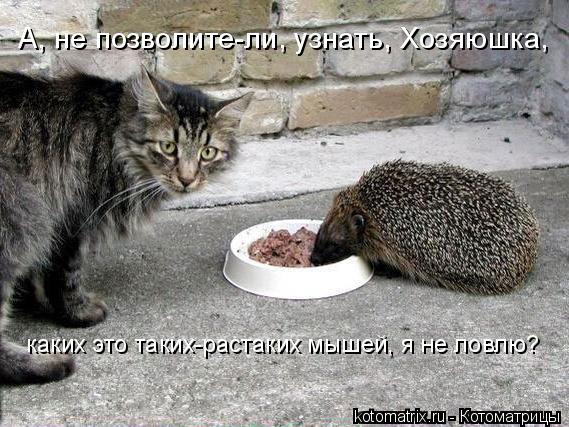 А, не позволите-ли, узнать, Хозяюшка, каких это таких-растаких мышей, я не ловлю?... Котоматрица: А, не позволите-ли, узнать, Хозяюшка, каких это таких-растаких мышей, я не ловлю?
