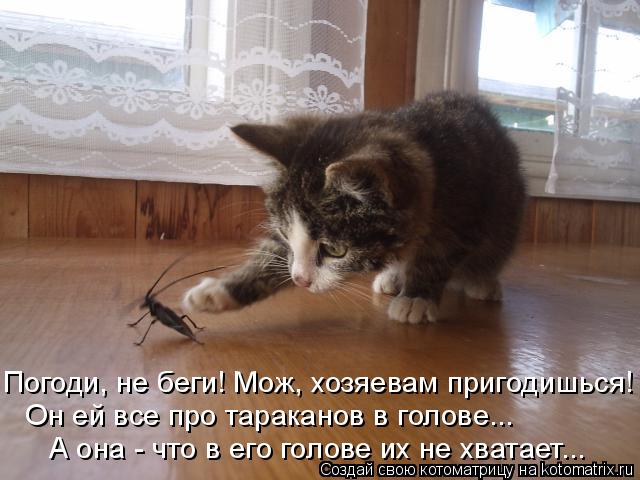 Погоди, не беги! Мож, хозяевам пригодишься! Он ей все про тараканов в голове... А она - что в его гол... Котоматрица: Погоди, не беги! Мож, хозяевам пригодишься! Он ей все про тараканов в голове... А она - что в его голове их не хватает...