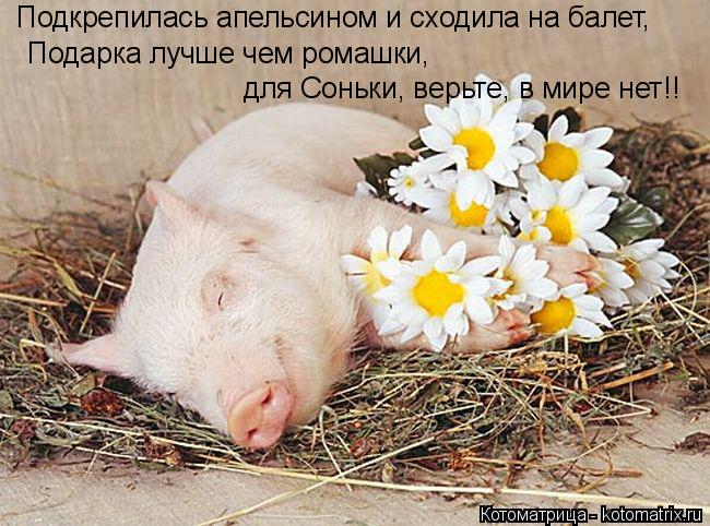 Подкрепилась апельсином и сходила на балет, Подарка лучше чем ромашки, для Соньки, верьте, в мире нет... Котоматрица: Подкрепилась апельсином и сходила на балет, Подарка лучше чем ромашки, для Соньки, верьте, в мире нет!!